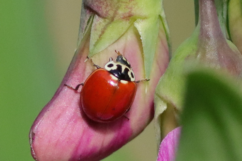 Western Polished Lady Beetle