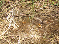 Prosopanche demogorgoni