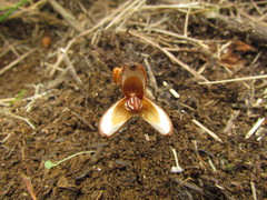 Prosopanche demogorgoni