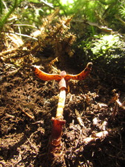 Prosopanche demogorgoni