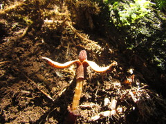 Prosopanche demogorgoni