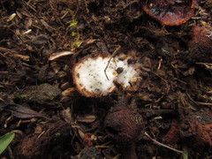 Prosopanche demogorgoni