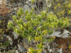 Veronica subfulvida