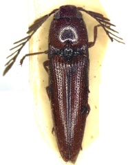 Dicrepidius palmatus