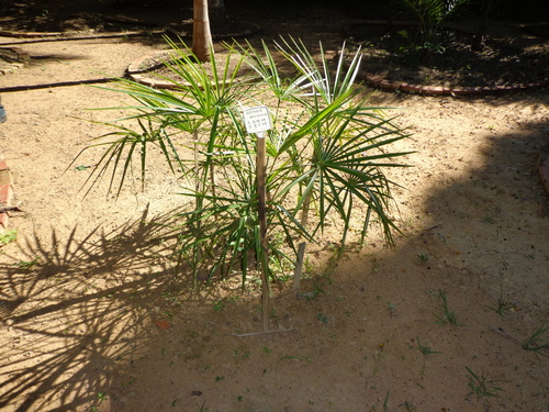 Guihaia argyrata