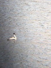 Aechmophorus clarkii