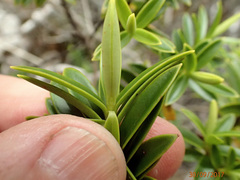 Veronica subfulvida