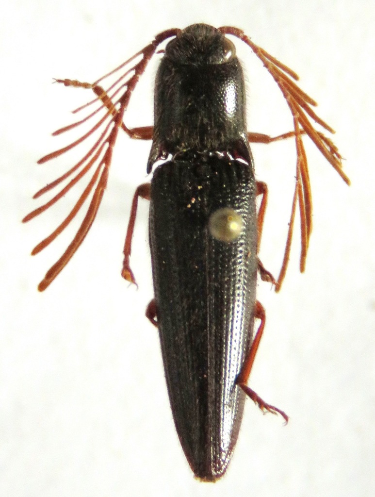 Dicrepidius politus