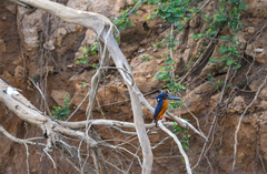 Alcedo quadribrachys