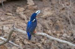 Alcedo quadribrachys