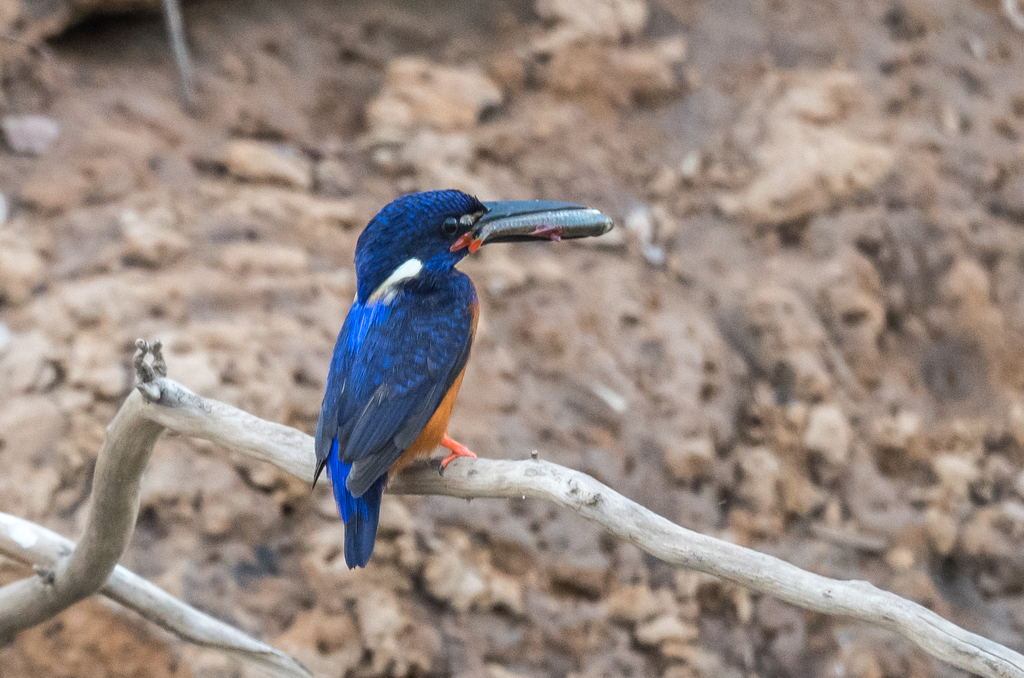 Shining-Blue Kingfisher