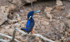 Alcedo quadribrachys
