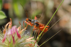 Rhynocoris ventralis