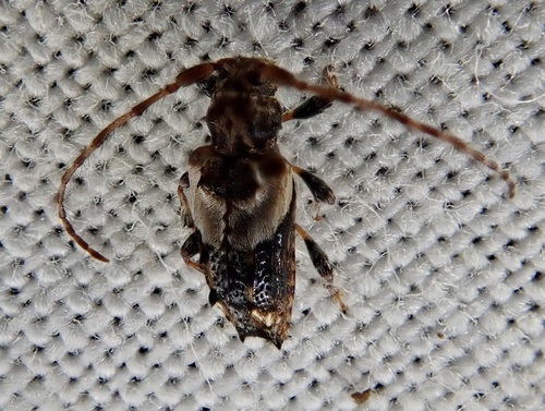 Lesser thorn-tipped longhorn beetle photo 3
