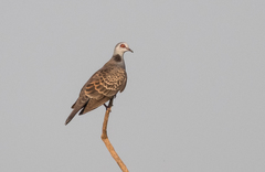 Streptopelia hypopyrrha