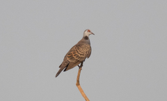 Streptopelia hypopyrrha