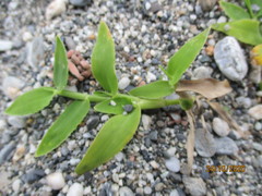Thuarea involuta