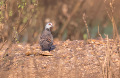 Streptopelia hypopyrrha
