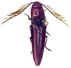 Dicrepidius ramicornis