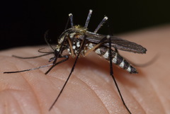 Aedes geniculatus