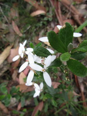 Olearia myrsinoides