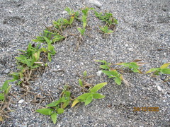 Thuarea involuta
