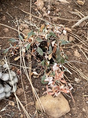 Eriogonum wootonii