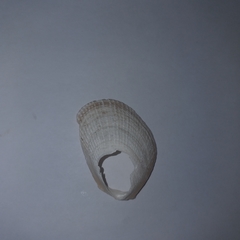 Image of Limaria tuberculata