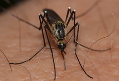 Aedes geniculatus