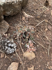 Eriogonum wootonii
