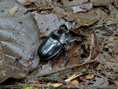 Megaceras
