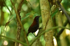 Cantorchilus semibadius