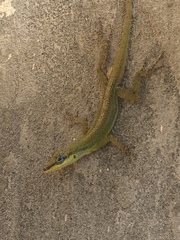 Anolis trinitatis