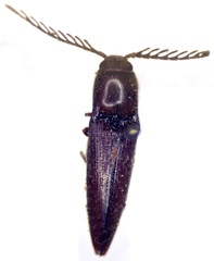 Dicrepidius ramicornis