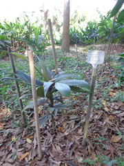 Calyptrocalyx julianettii