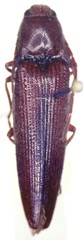 Dicrepidius ramicornis