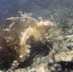 Coryphella trilineata