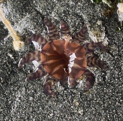 Peachia quinquecapitata