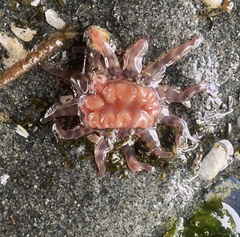 Peachia quinquecapitata