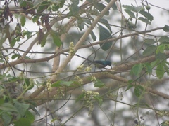 Cinnyris chloropygius