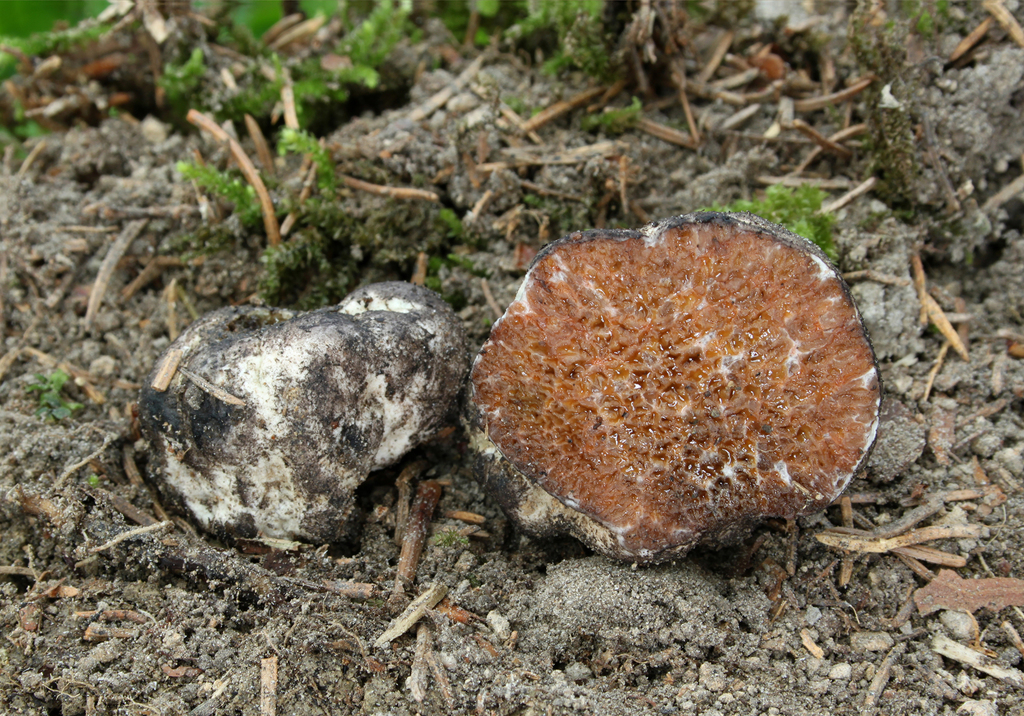 chalky false truffle