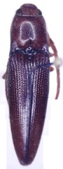 Dicrepidius ramicornis