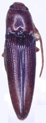 Dicrepidius ramicornis