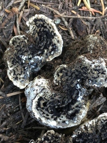 Sedecula pulvinata image