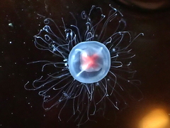 Turritopsis rubra