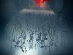 Turritopsis rubra
