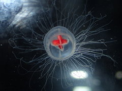 Turritopsis rubra