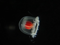 Turritopsis rubra