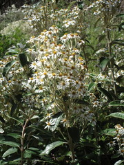 Olearia megalophylla