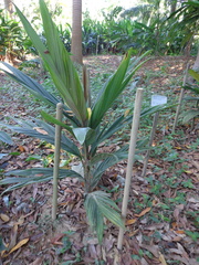 Calyptrocalyx hollrungii